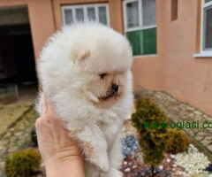 Pomeranci BOO iz registrovane odgajivacnice Pom Hash Stars