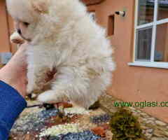 Pomeranci BOO iz registrovane odgajivacnice Pom Hash Stars