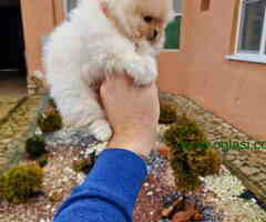 Pomeranci BOO iz registrovane odgajivacnice Pom Hash Stars