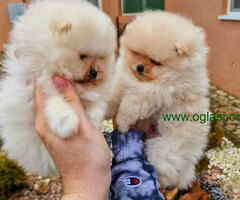 Pomeranci BOO iz registrovane odgajivacnice Pom Hash Stars - 6