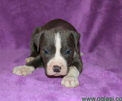 Na prodaju stenci PIT BULL-A