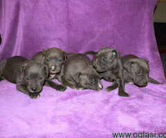 Na prodaju stenci PIT BULL-A