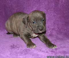 Na prodaju stenci PIT BULL-A