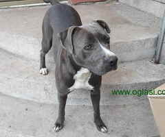 Na prodaju stenci PIT BULL-A