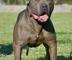 Na prodaju stenci PIT BULL-A - 6
