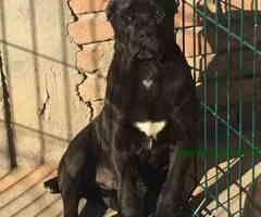 Prodajem vrhunske CANE CORSO