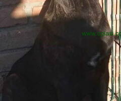 Prodajem vrhunske CANE CORSO