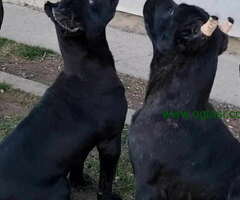 Prodajem vrhunske CANE CORSO