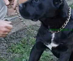 Prodajem vrhunske CANE CORSO