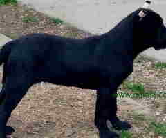 Prodajem vrhunske CANE CORSO