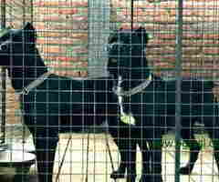 Prodajem vrhunske CANE CORSO - 6