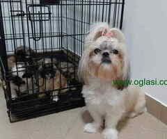 ŠI CU trikolor štenci spremni za novi dom - 6