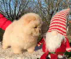 Dostupni stenci CHOW CHOW, vrhunskog kvaliteta
