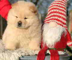 Dostupni stenci CHOW CHOW, vrhunskog kvaliteta