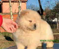 Dostupni stenci CHOW CHOW, vrhunskog kvaliteta