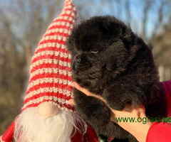 Dostupni stenci CHOW CHOW, vrhunskog kvaliteta - 6