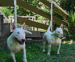 Na prodaju dve ženke Mini Bul terijera sa pedigreom - 6