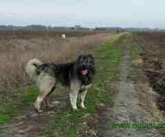 Na prodaju štenci KAVKASKOG OVČARA - 6