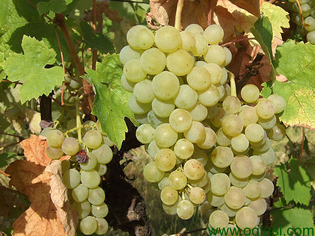 Sadnice grozdja za proleće 2023 veliki izbor sorti - 1