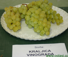 Sadnice grozdja za proleće 2023 veliki izbor sorti