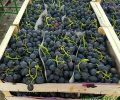 Sadnice grozdja za proleće 2023 veliki izbor sorti - 6