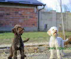 Prodajem dve zenke LAGOTTO ROMAGNOLO