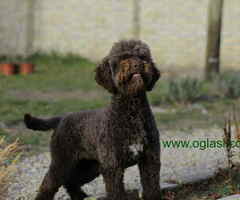 Prodajem dve zenke LAGOTTO ROMAGNOLO