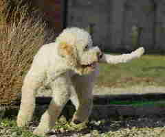 Prodajem dve zenke LAGOTTO ROMAGNOLO