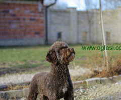 Prodajem dve zenke LAGOTTO ROMAGNOLO