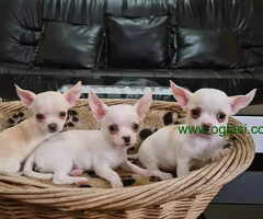 MIKRO CIVAVE u ponudi - 6