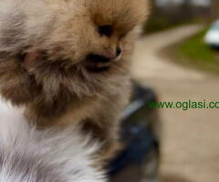 Pomeranci BOO medvedici spremni su za preuzimanje - 6