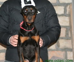 Na prodaju štenci dobermana različitog uzrasta
