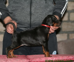 Na prodaju štenci dobermana različitog uzrasta
