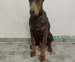 Na prodaju štenci dobermana različitog uzrasta