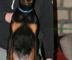 Na prodaju štenci dobermana različitog uzrasta - 6