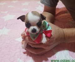 Štenci Mini Čivava