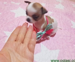 Štenci Mini Čivava