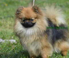 Dostupne dve kujice POMERANCA - 6