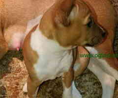 BASENJI  stenci 500 €