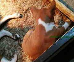 BASENJI  stenci 500 €