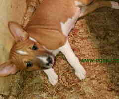 BASENJI  stenci 500 €