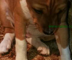 BASENJI  stenci 500 €