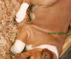 BASENJI  stenci 500 €