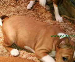 BASENJI  stenci 500 € - 6