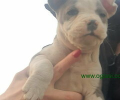 Stenci staforda, oštenjeni 26.12.2022. - 6