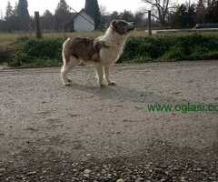Na prodaju stenci Border collie vakcinisani i revakcinisani.