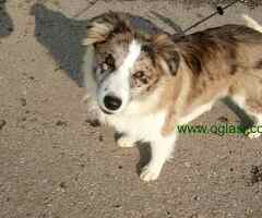 Na prodaju stenci Border collie vakcinisani i revakcinisani.