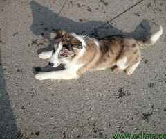Na prodaju stenci Border collie vakcinisani i revakcinisani.