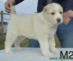 Štenci najtrofejnijeg mladog AZIJATA u Evropi - 6