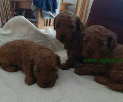 Patuljaste crvene PUDLE - 6